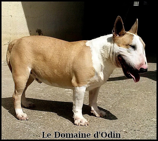 CH. Hannibal du Domaine d'Odin