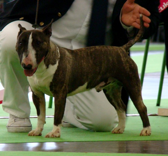 CH. Colonel parker du Domaine d'Odin