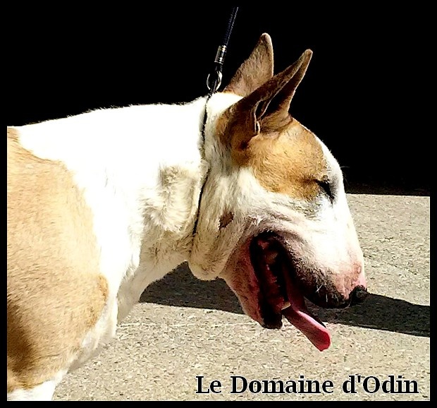 CH. Hannibal du Domaine d'Odin