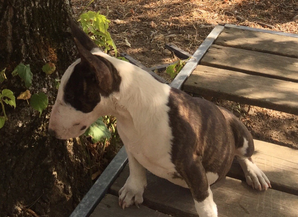 du Domaine d'Odin - Chiots disponibles - Bull Terrier Miniature